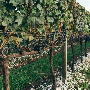Dia Nacional do Vinho:  a vinícola Salton responde mitos e verdades sobre a bebida 