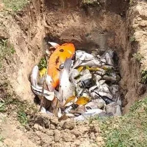 Moradores encontram peixes mortos dentro de lago em condomínio em Sorocaba 