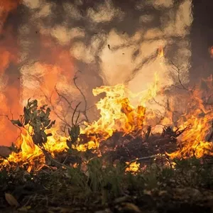 Área de mata de condomínio pega fogo em Mogi das Cruzes