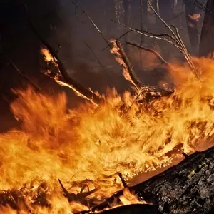 Com receio, moradores deixam prédios após incêndio em mata