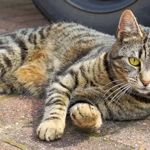 Moradora denuncia morte de gatos por envenenamento em condomínio