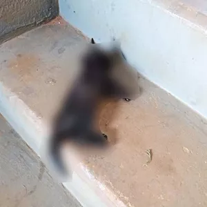 Mulher mata gato pisoteado e o deixa na escadaria do condomínio
