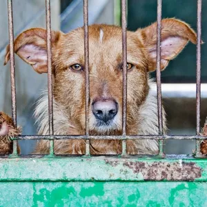 Cachorros são abandonados dentro de casa em condomínio no Distrito Federal