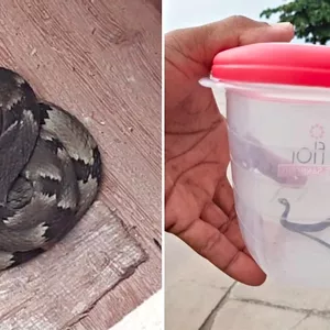 Cobras venenosas são encontradas em condomínio no Rio