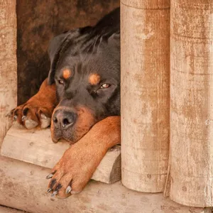 Prefeitura dá prazo para condomínio retirar casinhas de cachorro de calçada