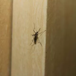 Saiba como evitar a dengue nas áreas externas do condomínio