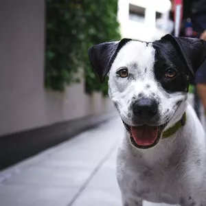 Câmara de Guarujá aprova projeto que impede que condomínios proíbam pets em áreas comuns