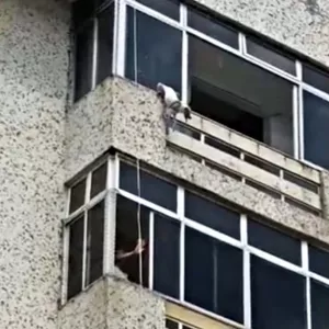 Cachorra cai do sexto andar de prédio e é salva por bombeiro