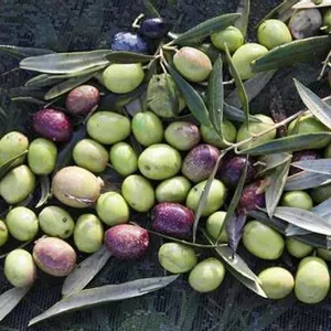 Lançamento lusitano: Esporão produz seu primeiro azeite orgânico