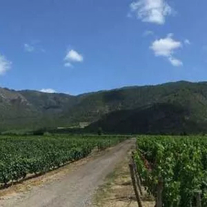 Emiliana se destaca como a melhor vinícola orgânica de 2015 pela Wines of Chile