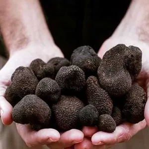 Chile surpreende com sua produção de trufas negras