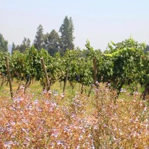 Especial Chile: A Viña Maquis e seu terroir único