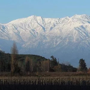 O Grand Cru do Maipo Andes: O vinho e o terroir da Gandolini Wines no Chile