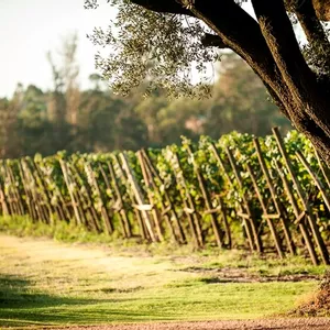  Os vinhos e os bosques da Viña Varela Zarranz