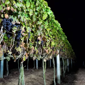  Colheita de inverno paulista: vinícola Góes transcende em qualidade e novos projetos