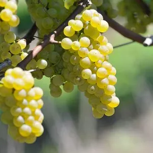 Vinhos do Brasil 2013: Abrem temporada de colheita com uvas de qualidade e propõe a forte popularização do vinho no país